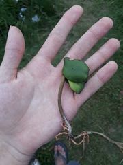 Avicennia schaueriana