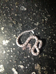 Phyllorhynchus decurtatus