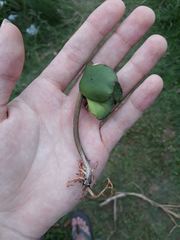 Avicennia schaueriana