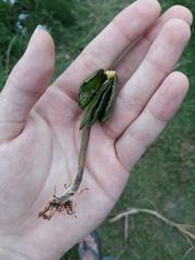 Avicennia schaueriana