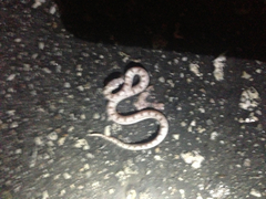 Phyllorhynchus decurtatus