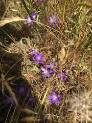 Brodiaea terrestris