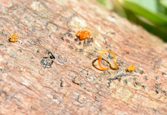 Quaternaria quaternata