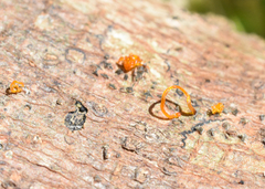 Quaternaria quaternata