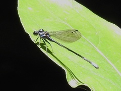 Argia oculata