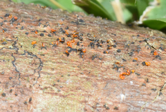 Quaternaria quaternata