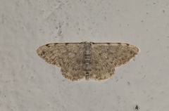 Scopula confinaria
