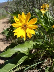 Balsamorhiza