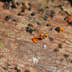 Quaternaria quaternata