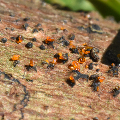 Quaternaria quaternata