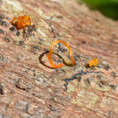 Quaternaria quaternata