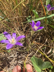 Brodiaea terrestris