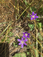 Brodiaea terrestris