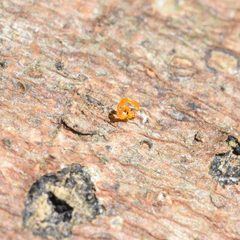 Quaternaria quaternata