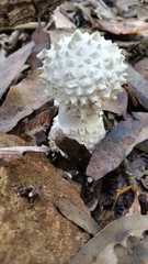 Amanita pyramidifera