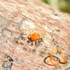 Quaternaria quaternata