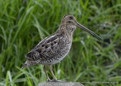 Gallinago nobilis