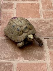 Testudo graeca