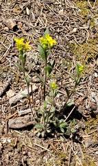 Draba aurea
