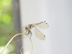 Micrathyria hypodidyma