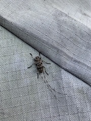 Graphisurus fasciatus