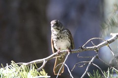 Passerella iliaca stephensi