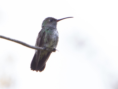 Chionomesa fimbriata