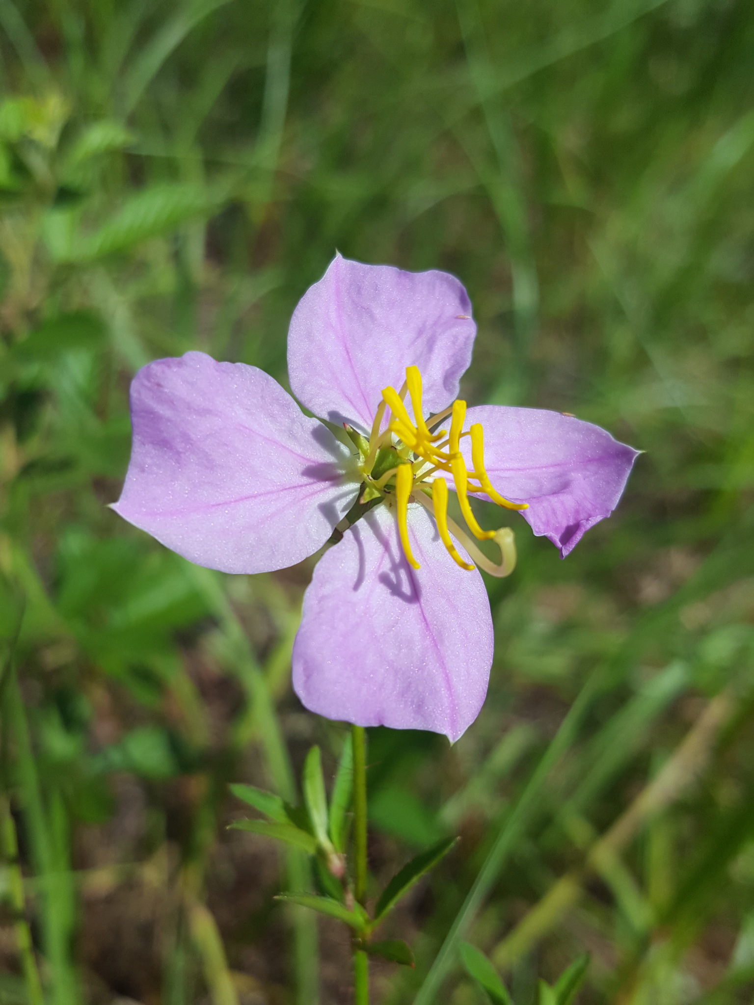 Rhexia mariana