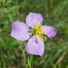 Maryland Meadowbeauty - Photo (c) Alex Abair, some rights reserved (CC BY-NC), uploaded by Alex Abair
