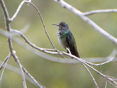 Chrysuronia oenone