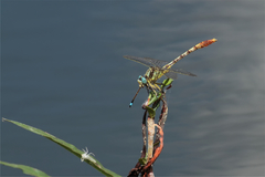 Arigomphus lentulus