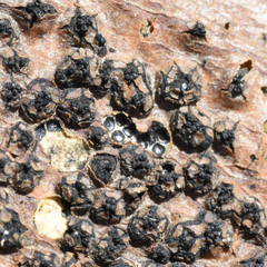 Quaternaria quaternata