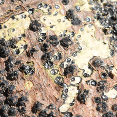 Quaternaria quaternata