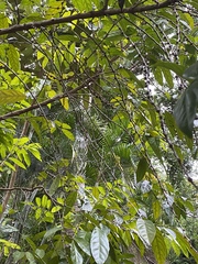 Piparea dentata