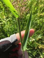 Dichanthelium lanuginosum