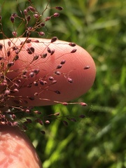 Dichanthelium lanuginosum