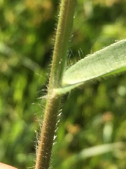 Dichanthelium lanuginosum