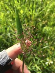 Dichanthelium lanuginosum