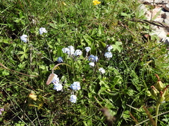 Myosotis alpestris