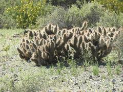 Grusonia kunzei