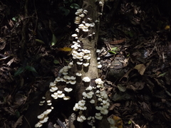 Fungi