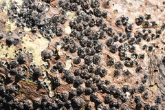 Quaternaria quaternata