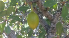 Pseudoziziphus parryi