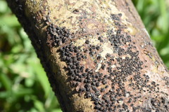 Quaternaria quaternata