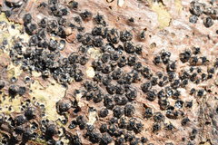 Quaternaria quaternata