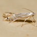 Tulip Tree Leaf Miner - Photo (c) Becky Elkin, some rights reserved (CC BY-NC), uploaded by Becky Elkin