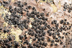 Quaternaria quaternata