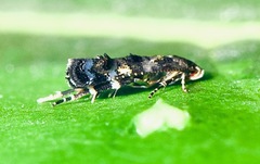 Mompha argentimaculella