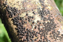 Quaternaria quaternata