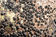 Quaternaria quaternata